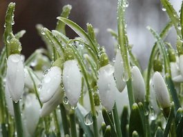 Весна в Гусев придёт не раньше 8 марта