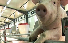 В Гусевском районе ожидают увеличения производства свинины почти в 6 раз
