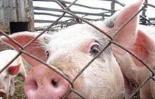 В Гусевском районе приняты меры по профилактике африканской чумы свиней