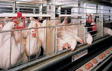 Минсельхоз: «Продукты питания» займутся птицефабрикой в Гусеве, когда исчерпают ресурс развития «Балтптицепрома»