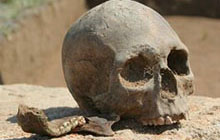 Житель Гусева нашел у себя во дворе человеческий череп