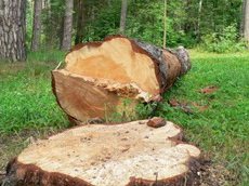 Двое жителей поселка Калининское задержаны за незаконную рубку деревьев
