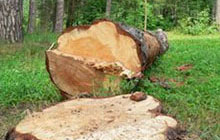 Двое жителей поселка Калининское задержаны за незаконную рубку деревьев