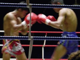 Гусевские спортсмены по тайскому боксу всё больше теснят победные пьедесталы