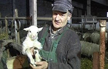 Тёплая зима стала подарком для овцеводов Янтарного края