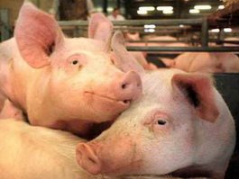 Запрет на ввоз свиней из Евросоюза не приведёт к закрытию свинокомплекса под Гусевом