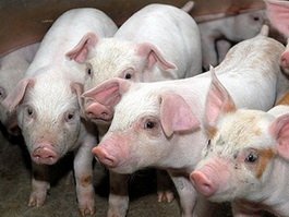 "Прибалтийская мясная компания три": 120 человек уведомлены об увольнении
