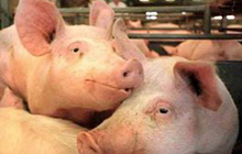 Запрет на ввоз свиней из Евросоюза не приведёт к закрытию свинокомплекса под Гусевом