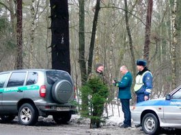 В Гусевском районе задержали члена организации «Зеленая Балтия» с незаконно срубленной елью