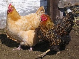 В Гусевском районе зарегистрирована куриная чума