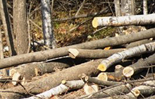 В Гусевском районе полиция возбудила уголовные дела по фактам рубок лесных насаждений