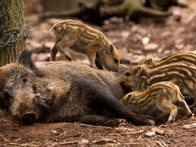 В Гусевском районе браконьер убил кормящую кабаниху