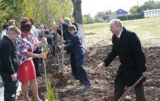 В поселке Михайлово вдоль аллеи высадили деревья