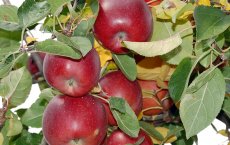 Инвестор из Кабардино-Балкарии хочет разбить 500 га яблоневого сада под Гусевом