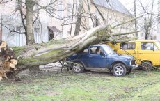 В Гусеве дерево упало на два автомобиля