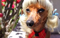 В рамках празднования Дня города в парковой зоне ФОКа состоится конкурс «Я и моя собака»
