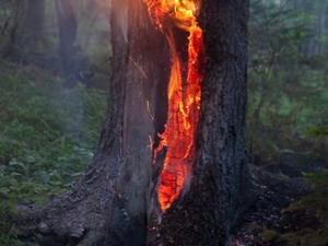 Пожарно-спасательные подразделения ликвидировали пожар в Гусеве, горело придорожное дерево