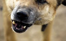 Мать ребенка, покусанного собакой, обратились в Гусевский суд за защитой своих прав