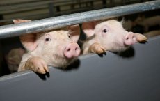На свиноферме в Гусеве нарушают ветеринарные требования