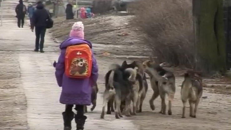 Жители Калининградской области жалуются на «собачьи свадьбы»