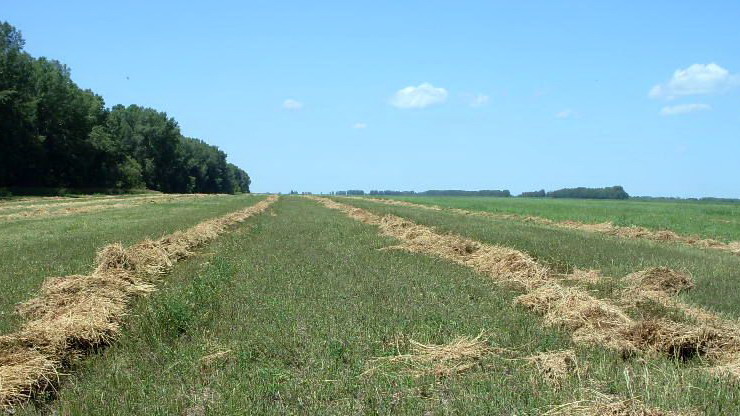 Владелец участка в Гусевском районе засудил компанию, скосившую траву на его поле