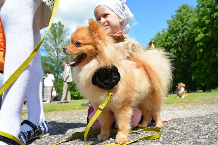 В рамках празднования Дня города в парковой зоне ФОКа пройдёт конкурс «Я и моя собака»