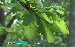 В Гусевском районе возрождают ГРЭСовский лес