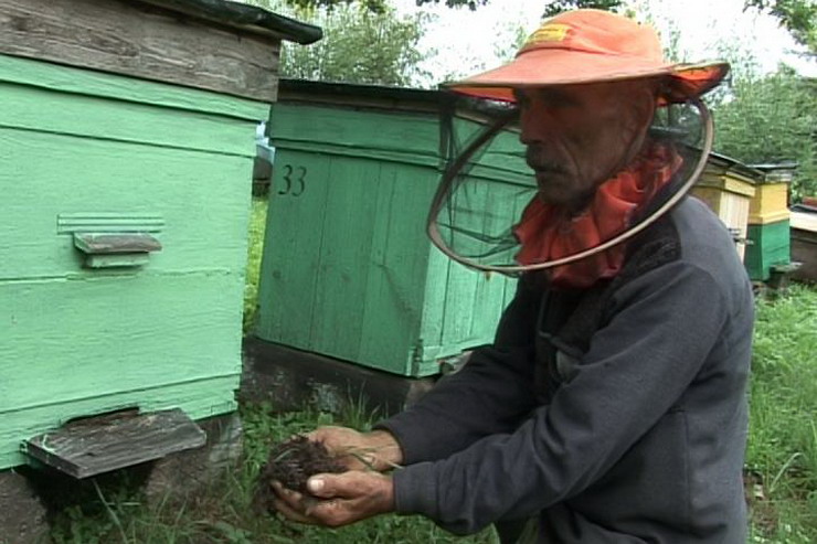 ГТРК «Калининград»: В Гусевском районе отмечена массовая гибель пчёл
