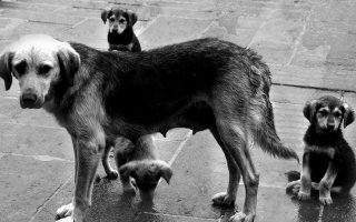 Врачи-волонтеры будут бесплатно стерилизовать собак и кошек «дворянских» кровей