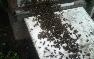 Гусевская полиция отказала в возбуждении уголовного дела по факту массовой гибели пчел