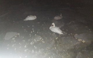 В Гусеве женщина провалилась под лед, спасая гибнущего лебедя
