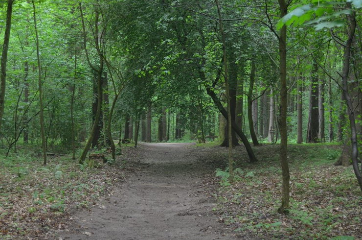 Сотрудник городской администрации нашел заблудившуюся в Грэсовском лесу пенсионерку