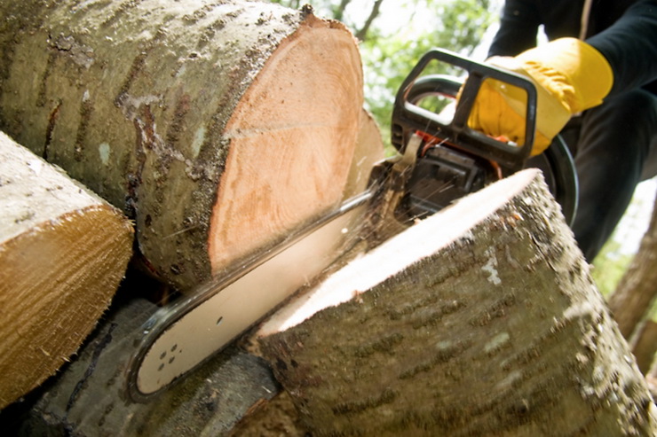 Гусевский суд решил взыскать с нарушителей 6,2 млн руб за незаконно спиленные деревья