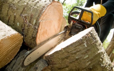 Гусевский суд решил взыскать с нарушителей 6,2 млн руб за незаконно спиленные деревья
