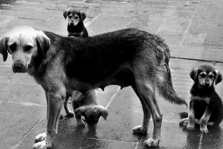 В Гусеве общественники из «Право на жизнь» предлагают бесплатно стерилизовать собак и кошек