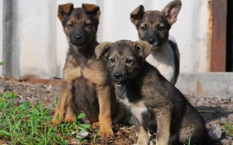 В Гусеве пройдёт очередная акция по бесплатной стерилизации собак «дворянских» кровей