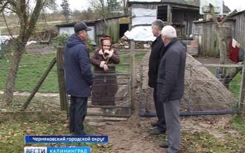 В Калининградской области начался обход подсобных хозяйств и сбор данных о поголовье поросят