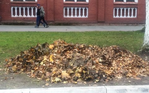 Директор учреждения «Чистота» получил взыскание за несвоевременную уборку опавшей листвы