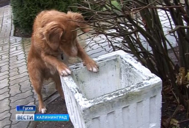 В Гусеве пёс Квентин напоминает людям, что мусор нужно бросать в урну, а не мимо