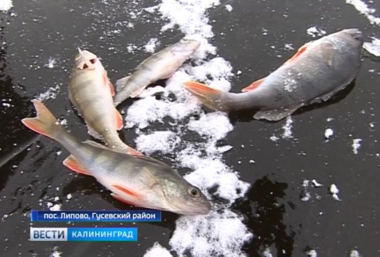Отчаянные любители зимней рыбалки уже бурят лунки на востоке области