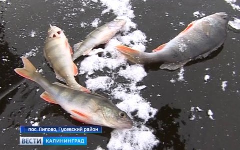 Отчаянные любители зимней рыбалки уже бурят лунки на востоке области