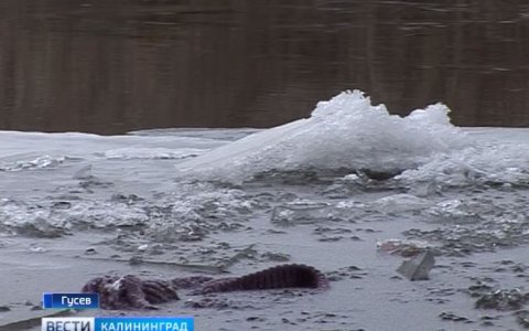 «ГТРК «Калининград»: в Гусеве пожилая женщина бросилась в реку после ссоры с мужем