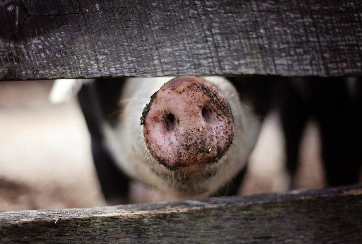 Из-за африканской чумы регион рискует потерять всех свиней