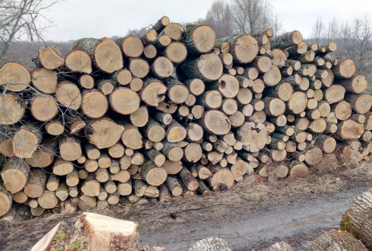 Рядом с посёлком Юдино под видом санитарной вырубки леса велась массовая заготовка древесины