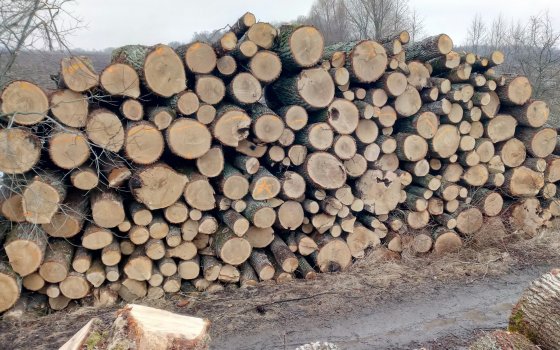 Рядом с посёлком Юдино под видом санитарной вырубки леса велась массовая заготовка древесины