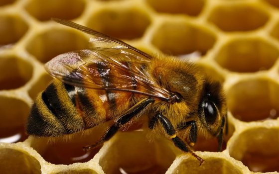 Пчеловоды нашего района попали под защиту ЕС