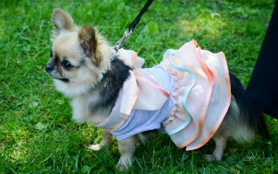 27 мая в рамках празднования Дня города пройдёт ежегодный конкурс «Я и моя собака»