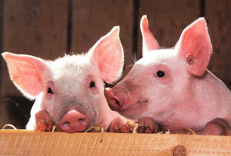 Местная администрация просит отказаться от разведения свиней и перейти на альтернативное животноводство