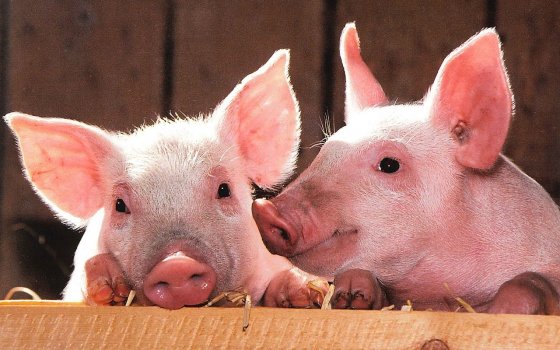 Местная администрация просит отказаться от разведения свиней и перейти на альтернативное животноводство
