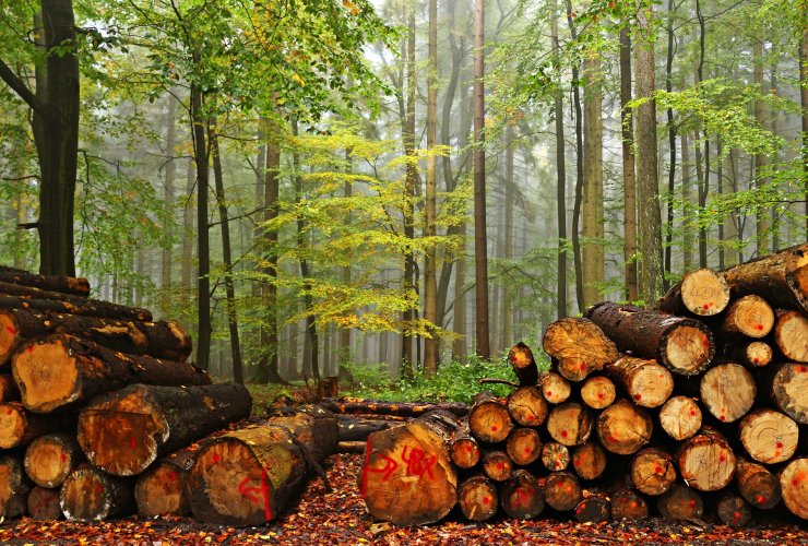 Расторгнут договор с компанией, которая пользовалась лесами в Нестеровском, Озёрском и Гусевском районах